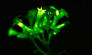 Imagen: Planta luminosa. London Institute of Medical Sciences