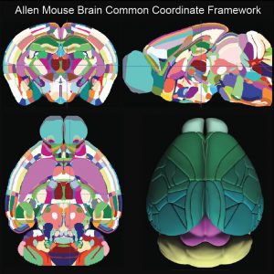 Diferentes puntos de vista de las regiones del cerebro en el nuevo atlas del cerebro del ratón