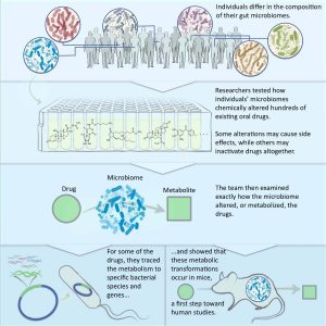 Ilustración de Janie Kim, publicada en Cell sobre la diversidad del microbioma humano