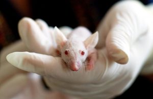 Logran el rejuvenecimiento en ratones de laboratorio
