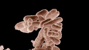 Bacterias E-Coli