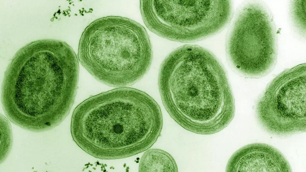 Cianobacterias