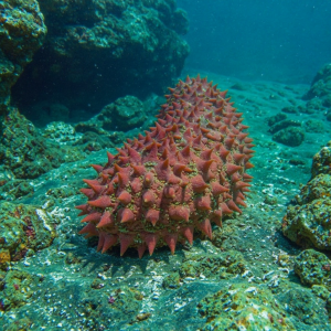Cogombre de mar