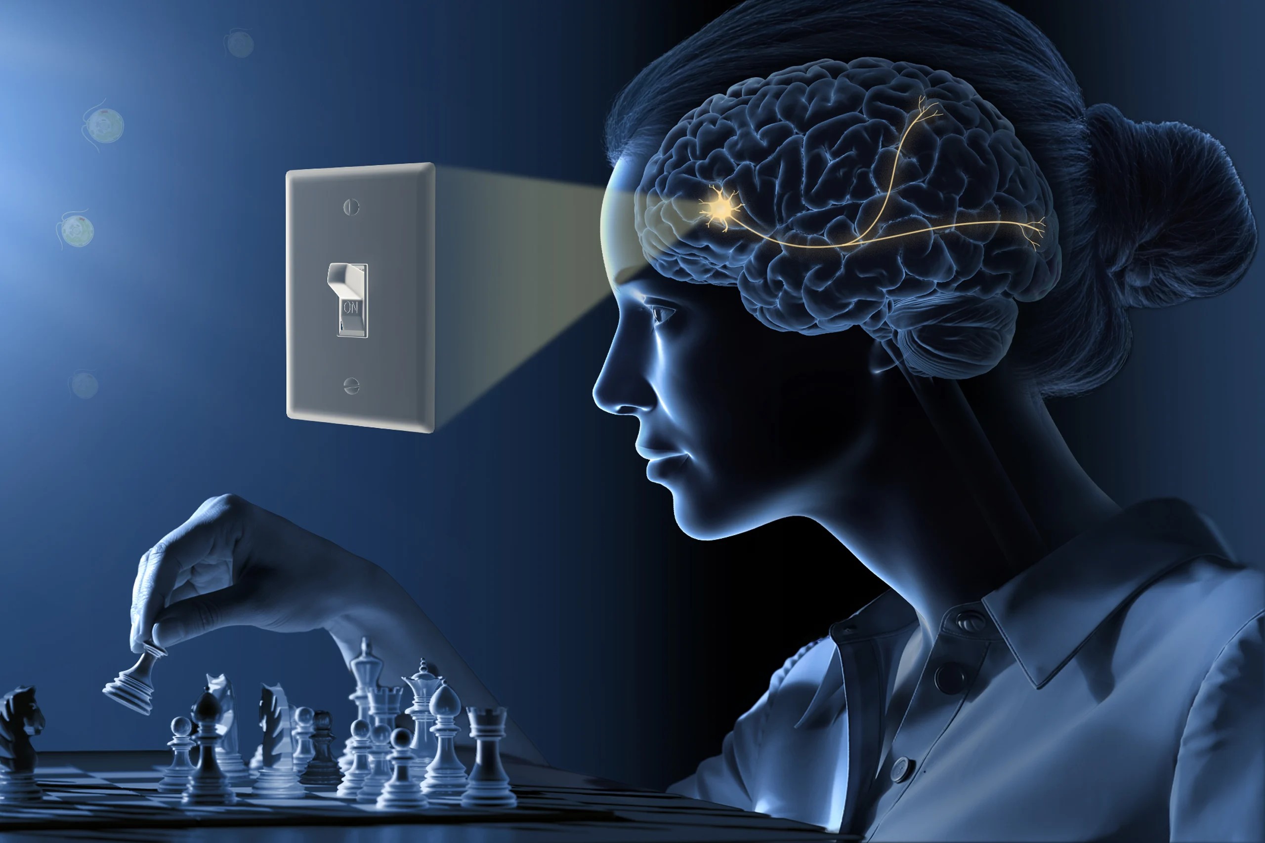 La innovadora tecnologia permet controlar les neurones amb llum.